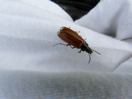 Rhagonycha?